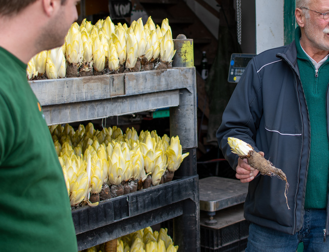 KI generiert: Zwei Männer begutachten gelben Chicorée auf einem Regal. Einer hält eine Chicorée-Wurzel in der Hand.