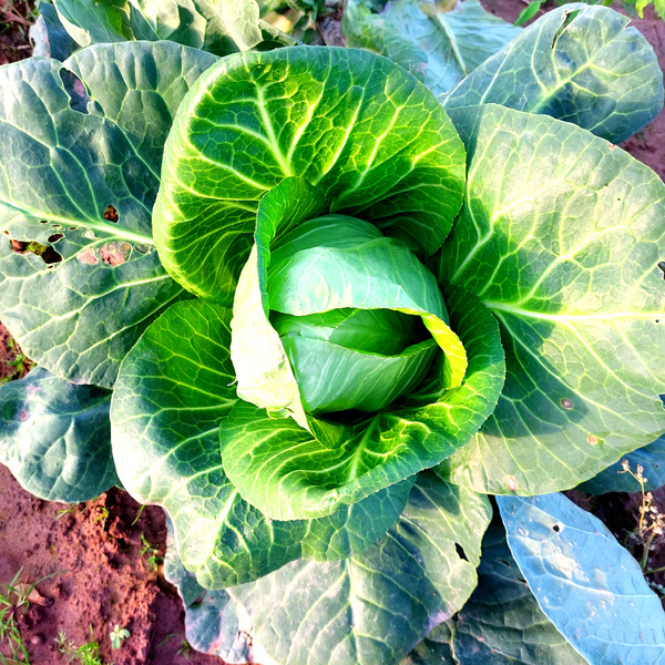 Weißkohl-Pflanze auf dem Acker