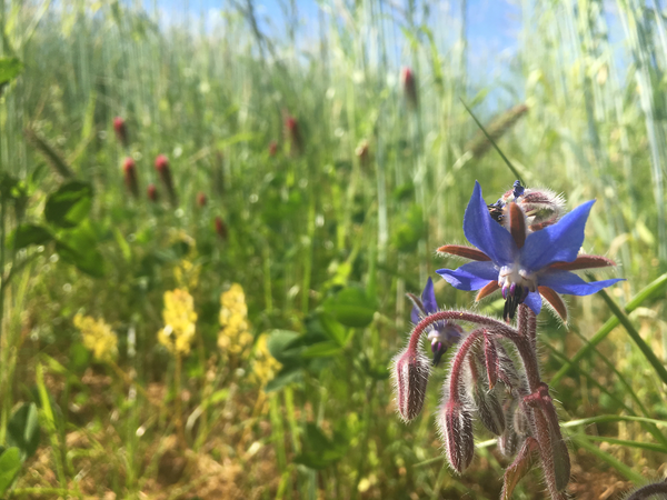 Gärtnerei Blühstreifen