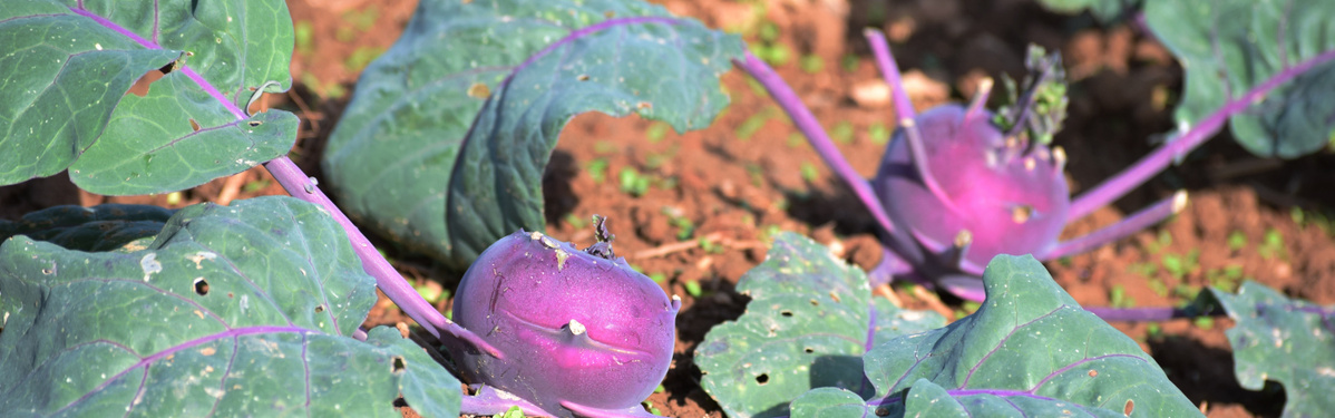 KI generiert: Lila Kohlrabi-Pflanzen wachsen im Boden mit großen grünen Blättern.