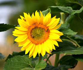 Sonnenblume mit Bienen