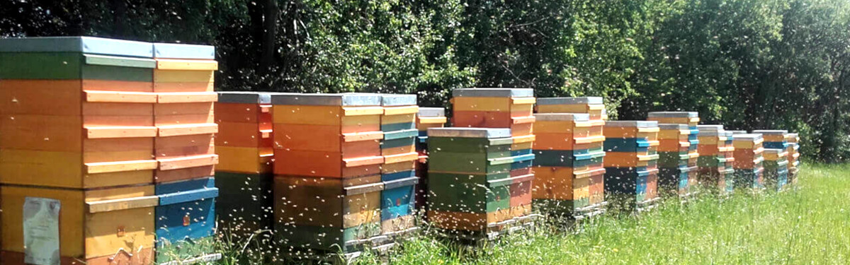 KI generiert: Bunte Bienenstöcke stehen auf einer Wiese, umgeben von fliegenden Bienen.