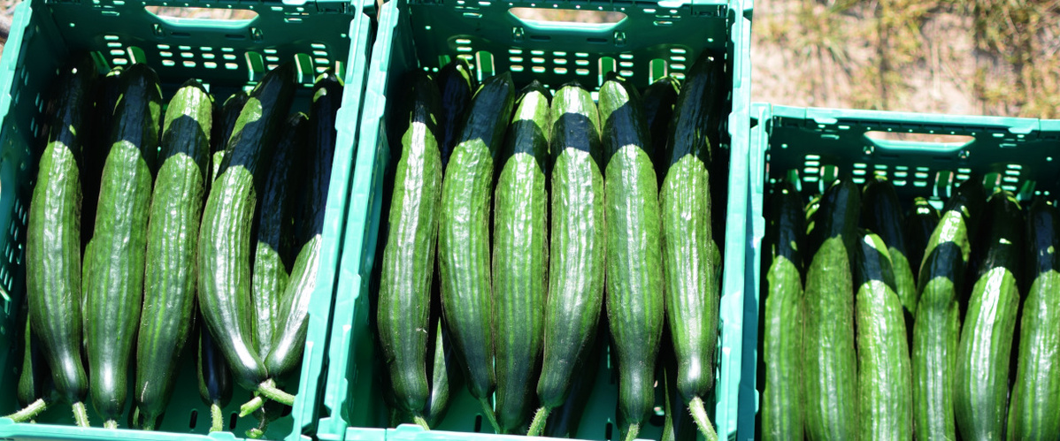 Gurken aus eigener Ernte