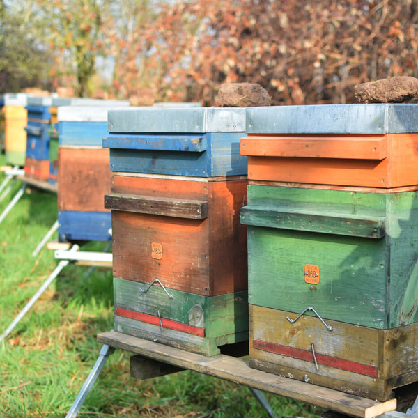 Gunterbunte Honigbeuten