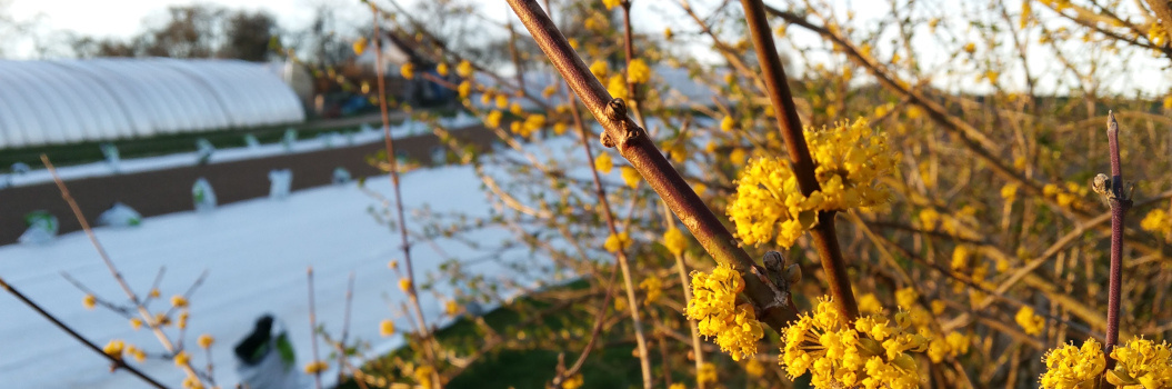 Forsythie in der Gärtnerei