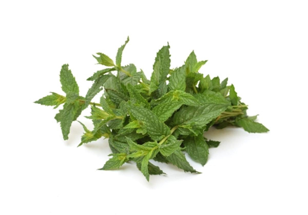 Produktfoto zu Minze Bund