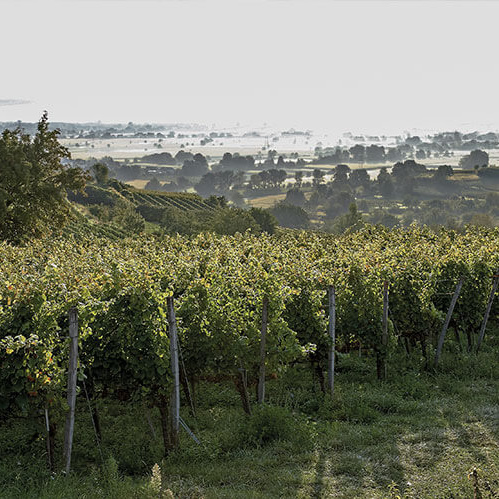 Weinberge am Kaiserstuhl