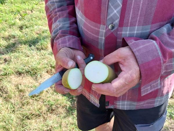 aufgeschnittene Birne