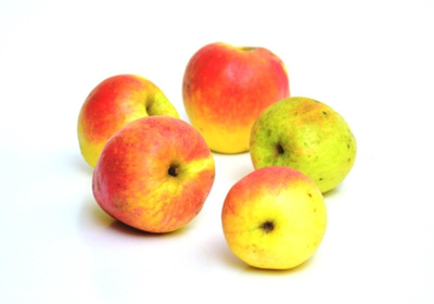 Produktfoto zu Apfel Winterglocke