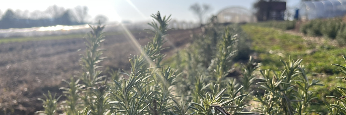 Forsythie in der Gärtnerei