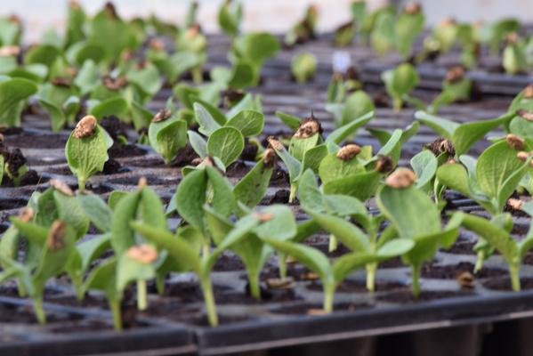 KI generiert: Junge Pflanzenkeimlinge in einer Pflanzenschale, bereit zum Wachstum.