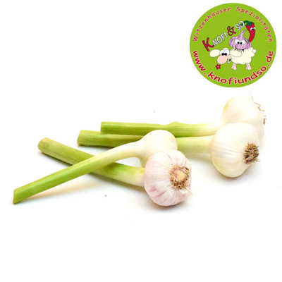 Produktfoto zu Knoblauch frisch große Knolle