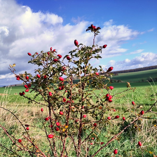ein Hagebuttenstrauch am Wegesrand