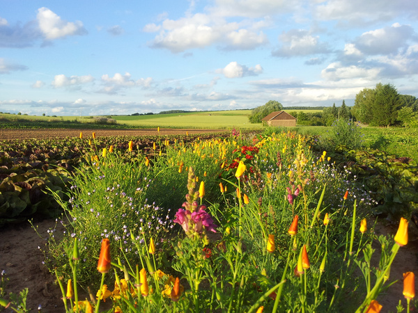 KI generiert: Das Bild zeigt ein Feld mit blühenden Sonnenblumen unter einem blauen Himmel mit einigen Wolken. Im Hintergrund sind Berge und Bäume zu sehen.