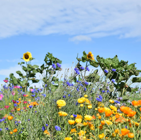 Gärtnerei Sommerfeld Blühstreifen