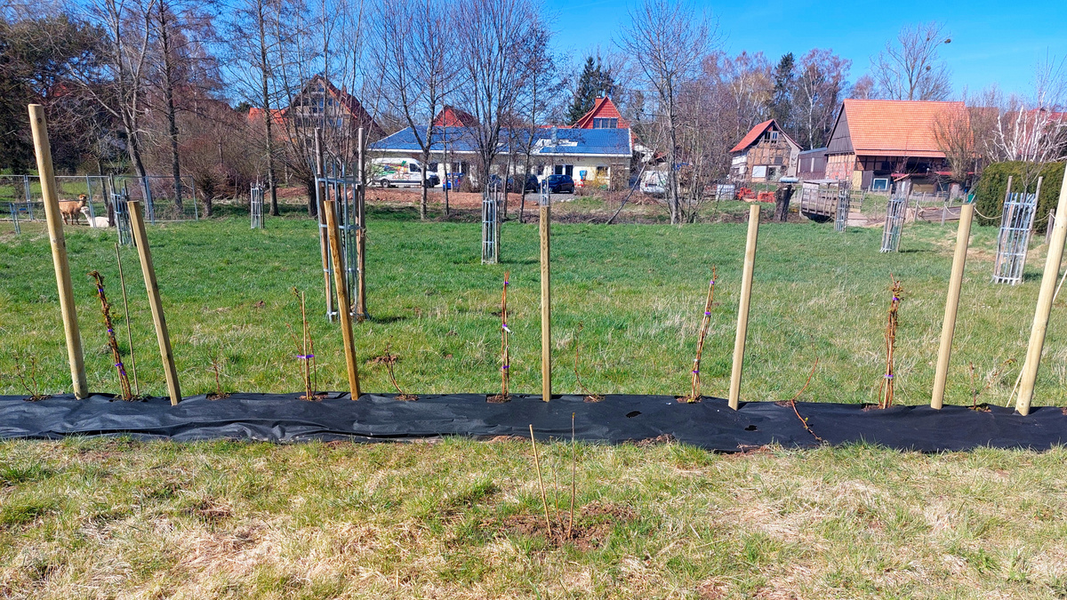 Versuchsreihe mit Himbeeren