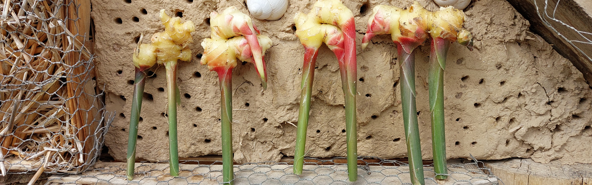 KI generiert: Mehrere Ingwerpflanzen sind aufgereiht vor einer groben, gelochten Wand platziert.