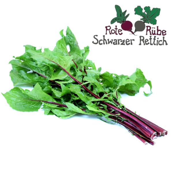 Produktfoto zu Blattzichorie rot_grün im Bund mit Infozettel