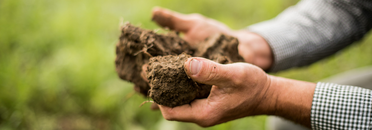 Hände halten lockere Erde auf einer grünen Wiese