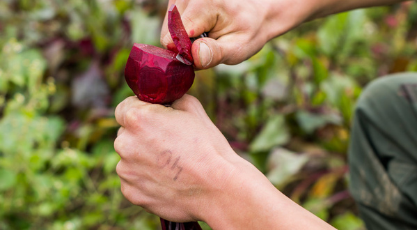 KI generiert: Zwei Hände schälen eine rote Bete im Freien.