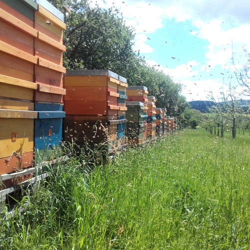 KI generiert: Bunte Bienenstöcke auf einer grünen Wiese, umgeben von Bienen bei sonnigem Himmel.