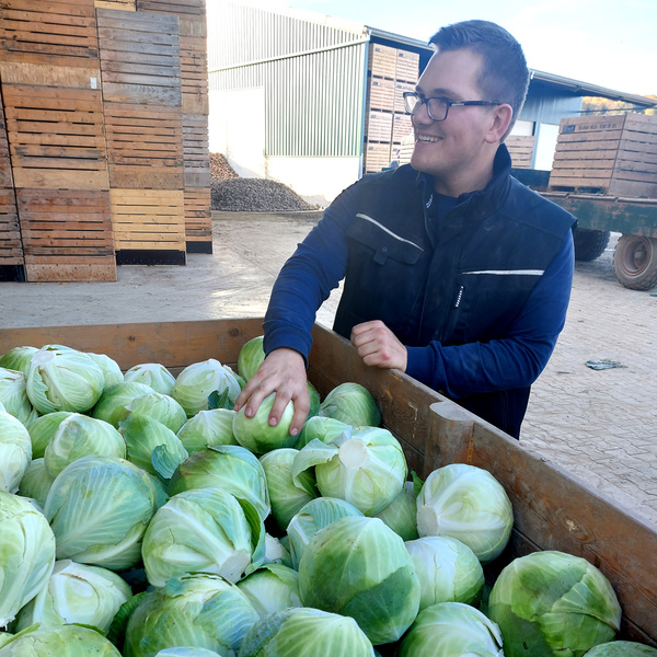 KI generiert: Das Bild zeigt eine Person, die in eine große Kiste mit frischem Weißkohl greift. Im Hintergrund sind Holzkisten und ein Lagergebäude zu sehen.