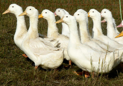 Produktfoto zu Ente groß ca. 2,5-3kg