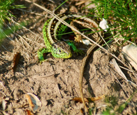 Zauneidechse in Sonne