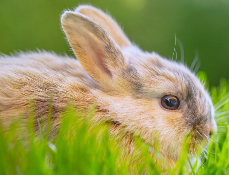 Umweltfreundliche Bio-Putzmittel