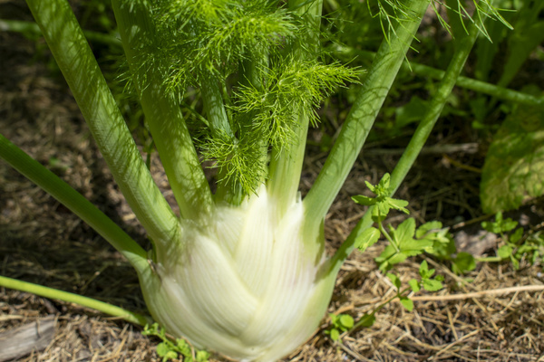 KI generiert: Fenchelknolle mit grünen Blättern im Garten.