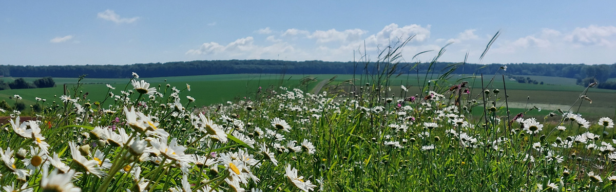 KI generiert: Eine Wiese mit blühenden Wildblumen auf einem Feld, unter blauem Himmel.