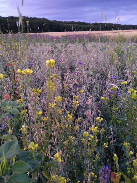 Blühfläche bei Abend