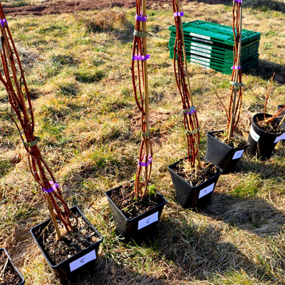 Nummerierung der Himbeer-Pflanzen