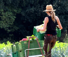 KI generiert: Eine Person mit Strohhut transportiert Gemüse in grünen Kisten auf einem Feld.
