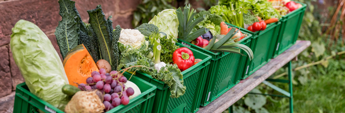 KI generiert: Grüne Kisten gefüllt mit frischem Gemüse und Obst, aufgereiht auf einem Tisch im Freien.