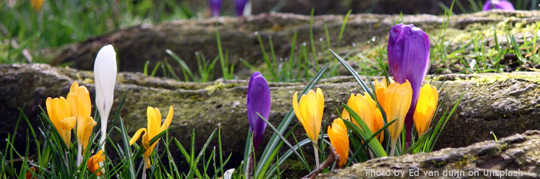 KI generiert: Bunte Krokusse blühen im grünen Gras vor einem Hintergrund aus moosbedeckten Steinen.
