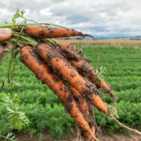 Möhren Mueller- Oelbke
