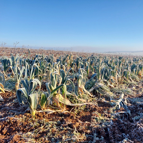 KI generiert: Frostbedecktes Feld mit Lauchpflanzen unter klarem, blauem Himmel.