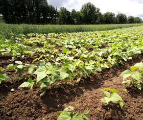Schwarze Bohnen, Black Turtle Beans, Bodensatz GbR