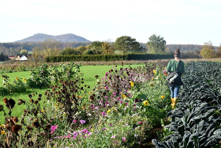 KI generiert: Eine Person spaziert über ein Feld mit Blumen und Gemüse im Hintergrund von Hügeln.