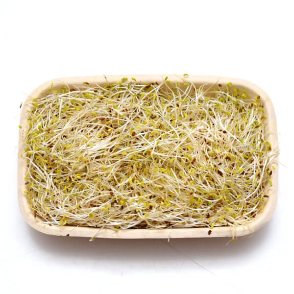 Produktfoto zu XXSprossen Alfalfa, 100g