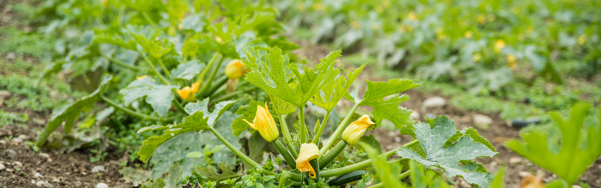 KI generiert: Eine Nahaufnahme von Zucchinipflanzen mit gelben Blüten auf einem Feld.