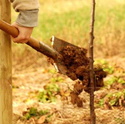 Pflanzaktion Einschlag Bäume