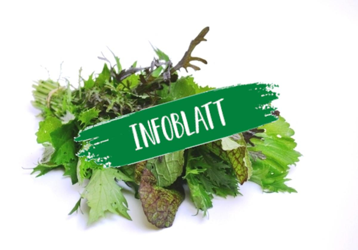 Infoblatt Asia-Salat