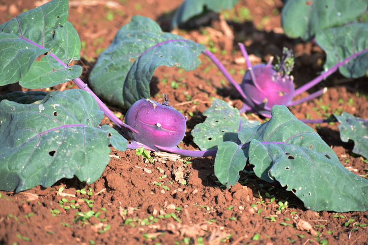 KI generiert: Lila Kohlrabi wächst auf Erde mit großen grünen Blättern.