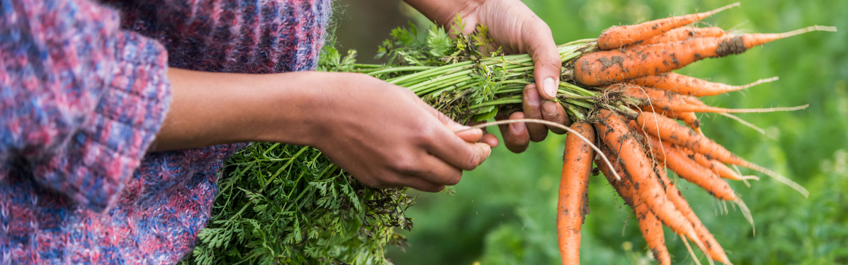 KI generiert: Person hält frisch geerntete Karotten in einem Garten.