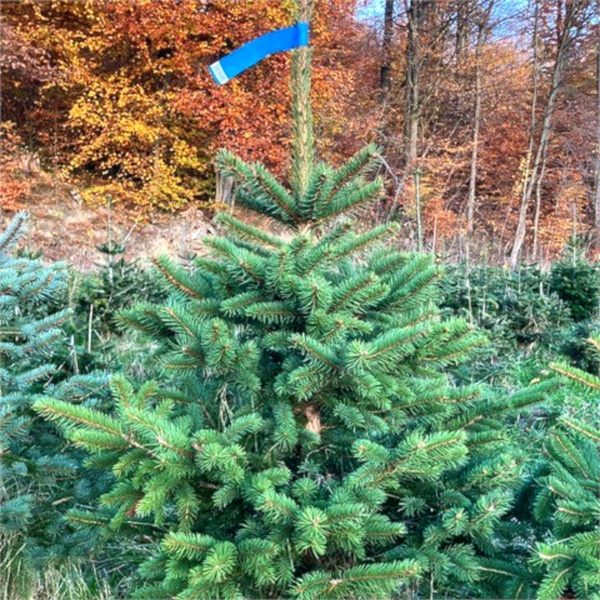 Produktfoto zu Blaufichte KLEIN 1,50 -1,75m