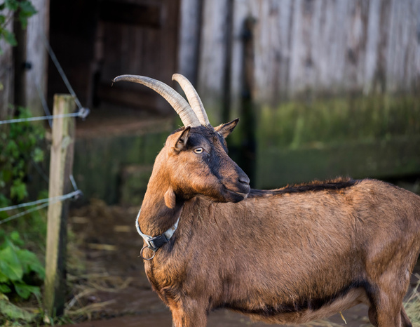 KI generiert: Eine braune Ziege mit großen Hörnern steht vor einem Holzstall.
