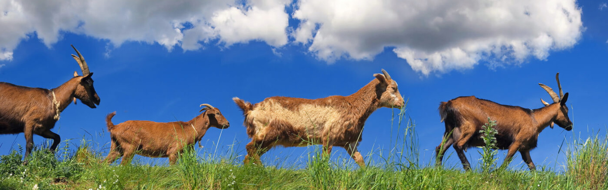 Ziegen vom Käsehof Landolfshausen