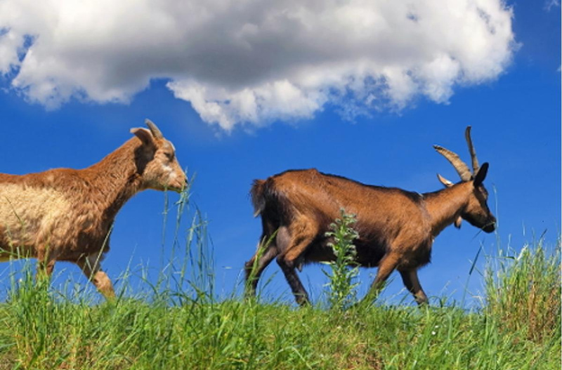 Zickleinfleisch aus Landolfshausen